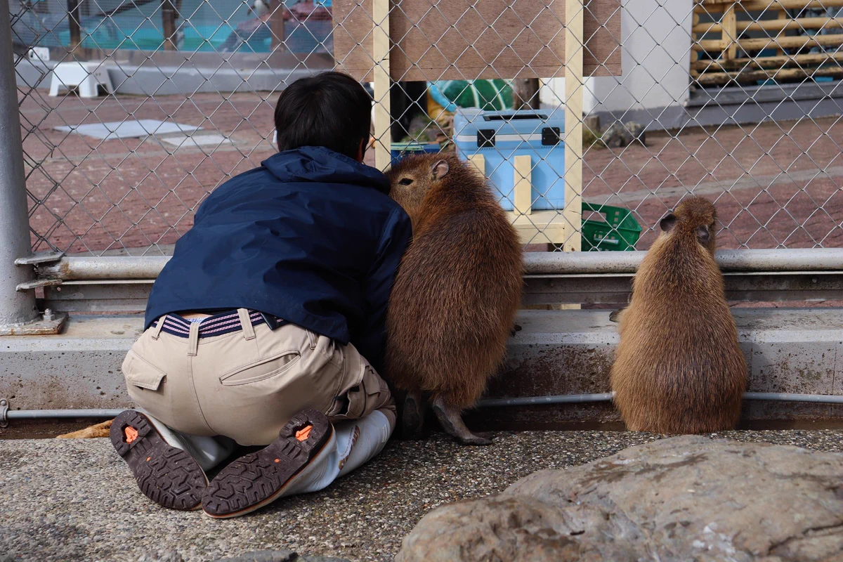 お客さん来ないね。桂浜水族館のカピバラと飼育員さんによる密会？可愛いｗｗ