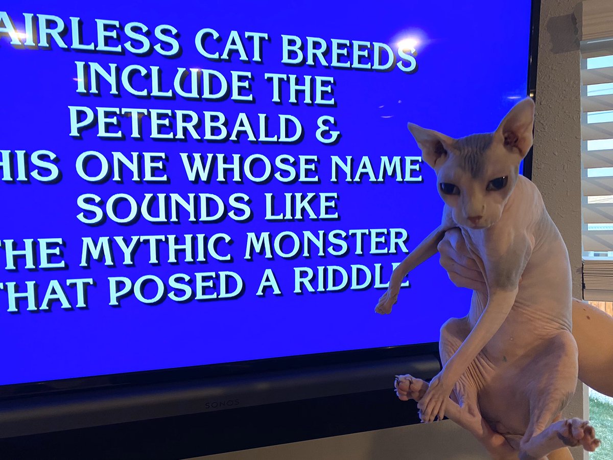 GKStebbins's tweet photo. @Jeopardy Raisin approves of this answer, What is a Sphynx! https://t.co/WhpMhKwV5d