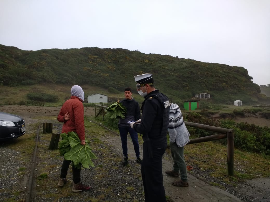 Municipalidad de Maullín tweet media