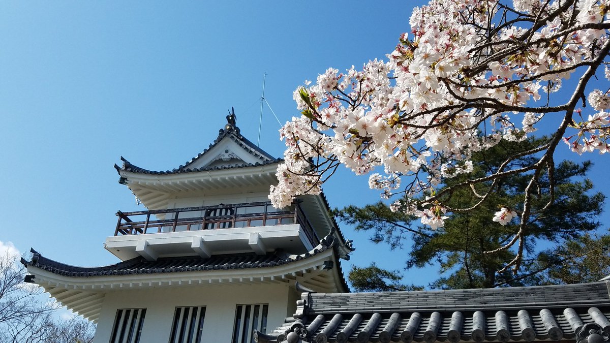 フェイ 常滑セラ 常滑市推し 4 4 土 の常滑桜風景 常滑市 大野城址 ここも常滑市の桜スポットとして人気です 常滑 常滑風景 桜 大野城 フェイ 常滑セラ 常滑市推し 4 4 土 の常滑桜風景 常滑市 大野城址 ここも常滑市の桜スポットとして人気です 常滑 常滑風景 桜 大野城