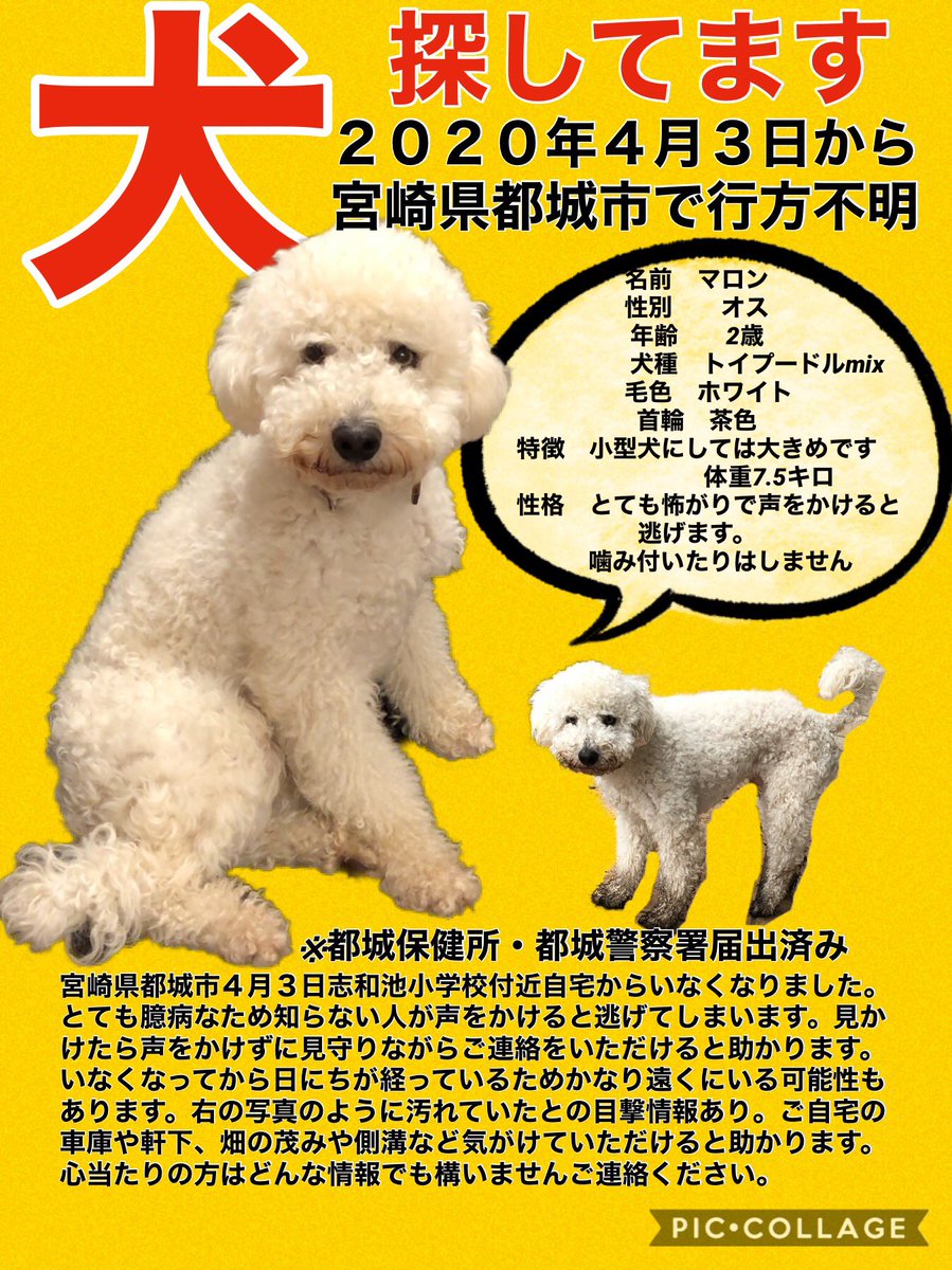 行方不明犬 Oznaka Na Tviteru