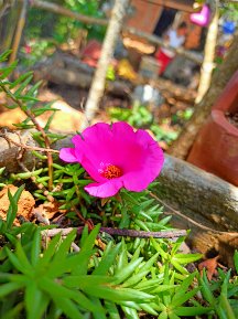 aibilinary's tweet photo. Las flores crecen a partir de los momentos más oscuros https://t.co/8GTF543VAH