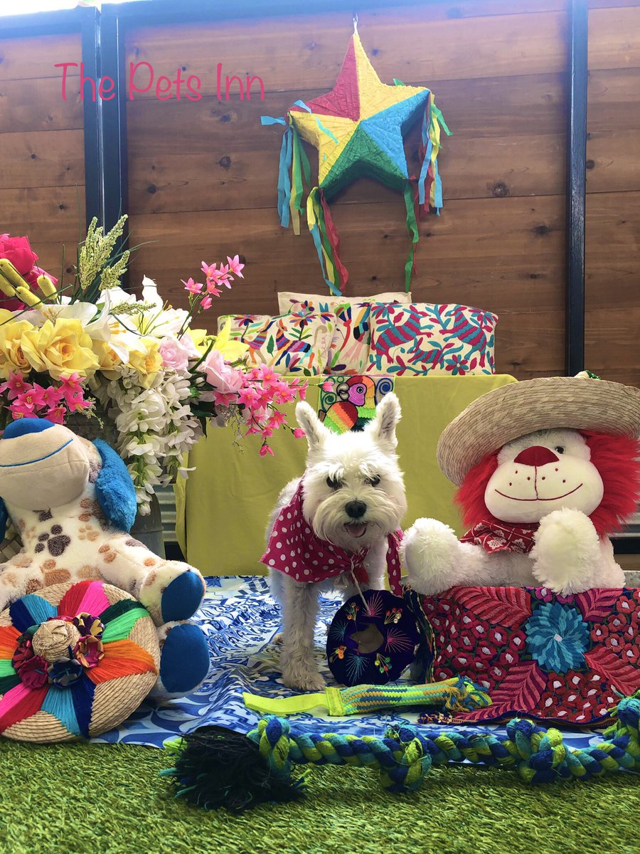 The Pets Inn SA (@thepetsinnsa) on Twitter photo 