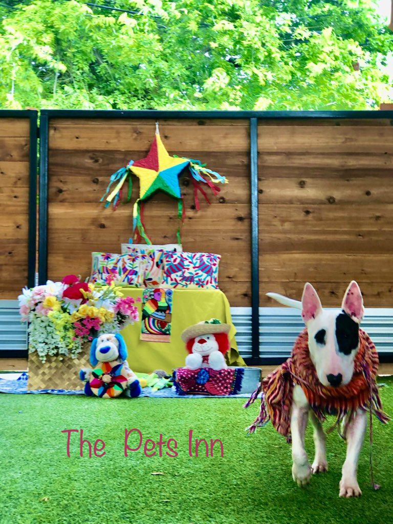 The Pets Inn SA (@thepetsinnsa) on Twitter photo 