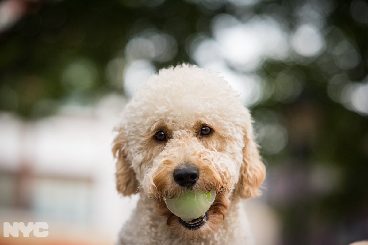 Pet owners impacted by COVID-19 can call the Pet Hotline at 1-877-204-8821 from 8am to 8pm, 7 days a week. We can help you get the assistance you need for your four-legged family member.