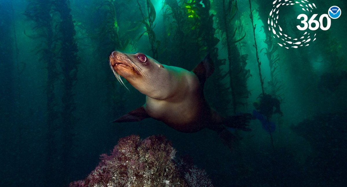 These virtual reality voyages use 360-degree images to highlight the amazing habitats, animals, and cultural resources you can find in each national marine sanctuary.  https://sanctuaries.noaa.gov/vr/ 