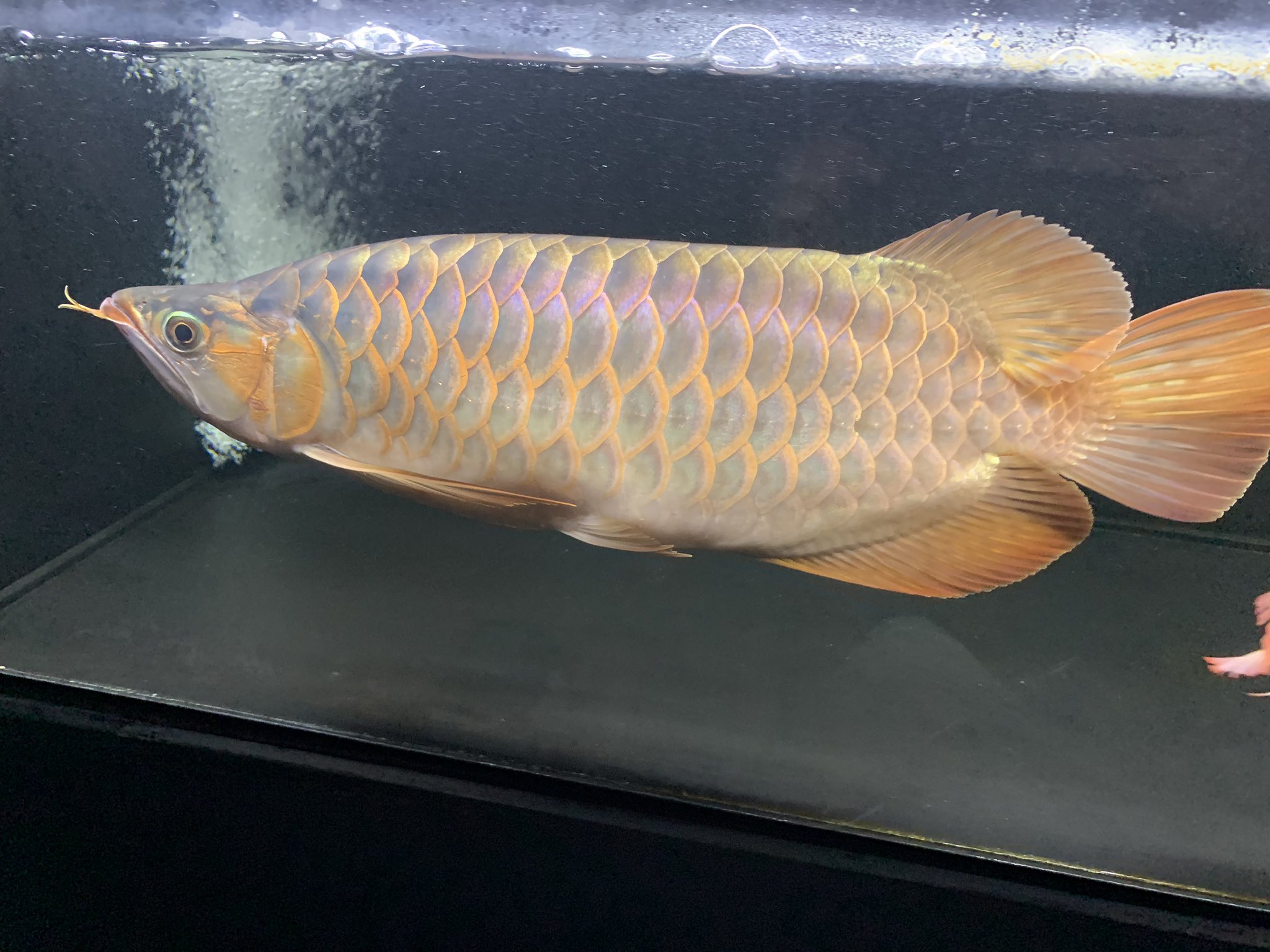 滋賀 AQUAFISH 水槽