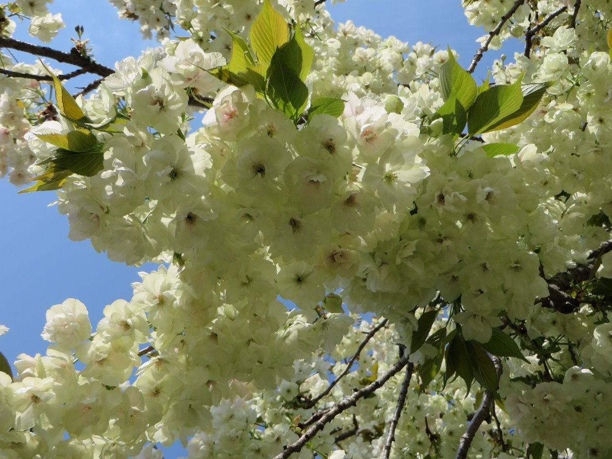 年4月11日 土 岡山市は晴れ 吉備路文学館は開館中 本日の鬱金桜茶会は 新型コロナウイルス感染予防及び拡大防止のため 中 04 11 公益財団法人 吉備路文学館 年4月11日 土 岡山市は晴れ 吉備路文学館は開館中 本日の鬱金桜茶会は 新型コロナウイルス感染予防及び拡大防止のため 中 04 11 公益財団法人 吉備路文学館