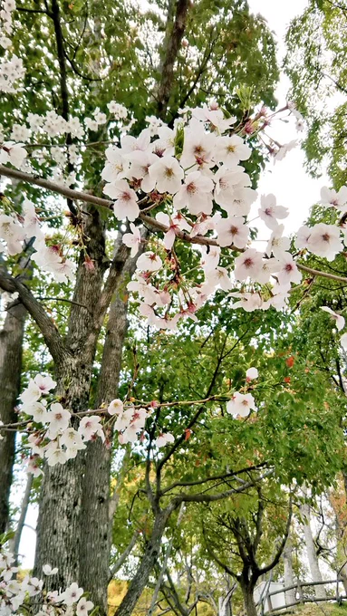 高台の公園でお花見独占してきた坂と階段で疲れ果ててマロンは帰宅後速攻寝た 