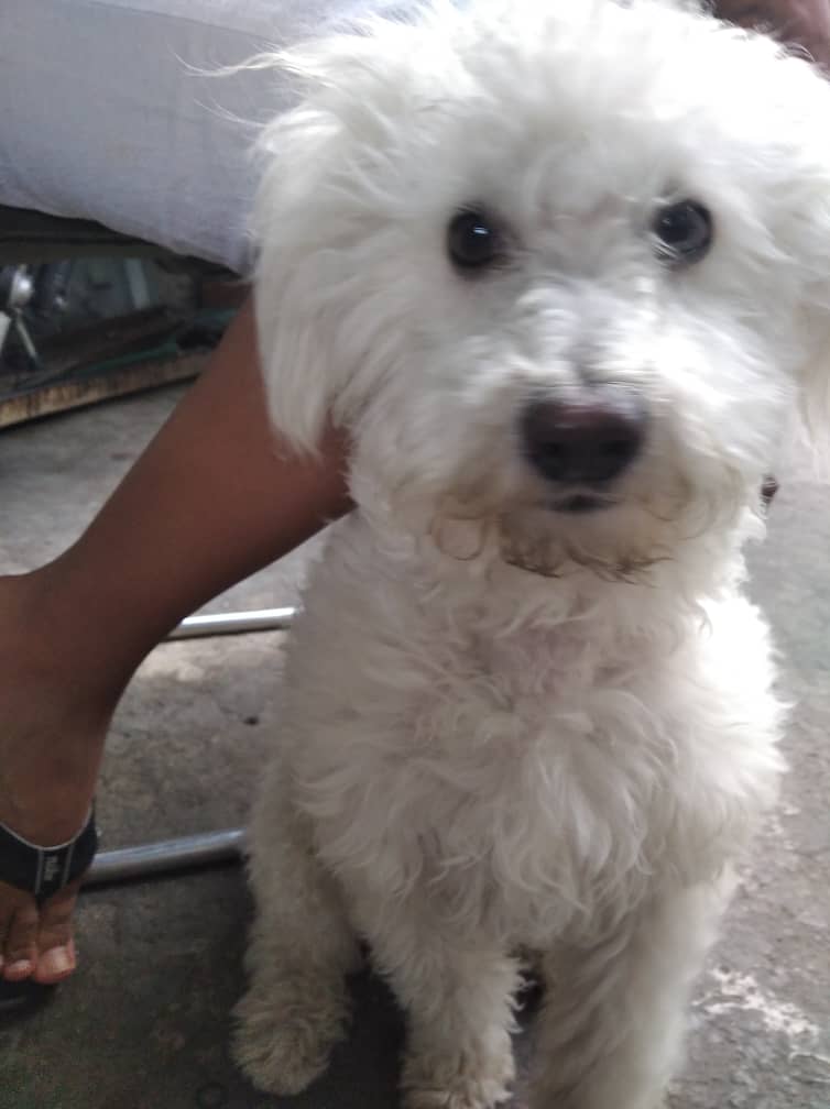 PerroUsuario's tweet photo. #EXTRAVIADO RT @Ma_Elisa_G: Este perrito apareció hoy en las minas de Baruta.  Parece perdido ..por favor RT para ver si aparecen sus dueños. Contacto: 04164119265  https://t.co/wzS3ZzIgHc