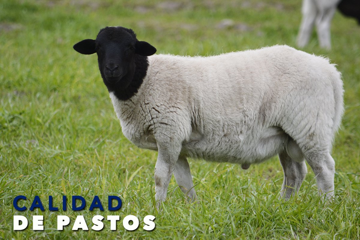 GanaderiayAgro's tweet image. ¿Los alimentas solo con pastos?

La calidad de los pastos cambia en menos de 35 días por lo que no es suficiente como fuente única de alimento.

Comenta #QueHago y te decimos como puedes complementar con pastos.