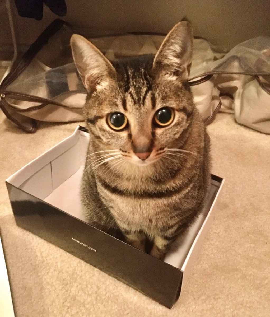 “That was JurJur, the most spoiled cat ever... she loves to sleep in shoe boxes and yowls when she wants to play  (all the time)”—  @AnneW0nderland
