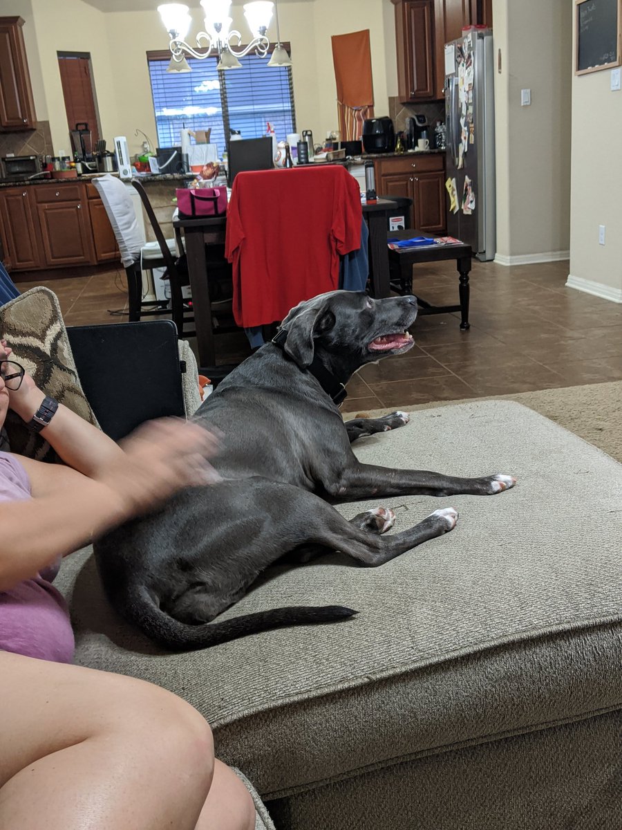 BarajasBeerNerd's tweet photo. Sometimes you have to treat yourself. #adopt #newdoggy https://t.co/pU0Ln9CmCi