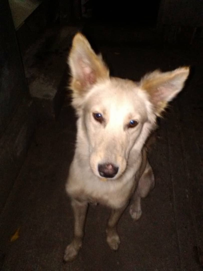 PerroUsuario's tweet photo. Reporta @manosdlsangeles: Esta perrita está en el INTT de la California. La dejó un carro abandonada. Se necesita adoptante rápido o un hogar temporal. Solo personas responsables y amorosas con los animales 0414 2452058 https://t.co/3MHZodDKm4