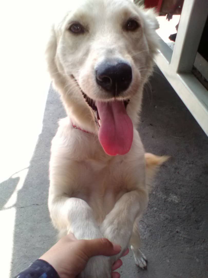 PerroUsuario's tweet photo. Reporta @manosdlsangeles: Esta perrita está en el INTT de la California. La dejó un carro abandonada. Se necesita adoptante rápido o un hogar temporal. Solo personas responsables y amorosas con los animales 0414 2452058 https://t.co/3MHZodDKm4