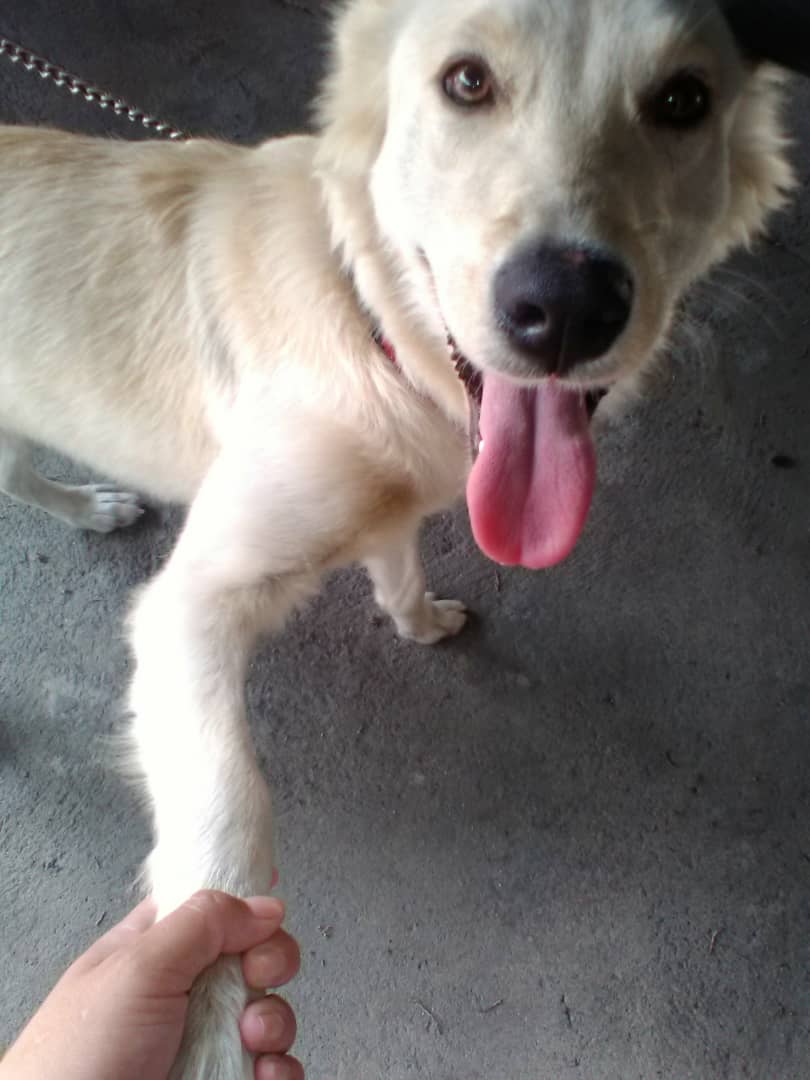 PerroUsuario's tweet photo. Reporta @manosdlsangeles: Esta perrita está en el INTT de la California. La dejó un carro abandonada. Se necesita adoptante rápido o un hogar temporal. Solo personas responsables y amorosas con los animales 0414 2452058 https://t.co/3MHZodDKm4