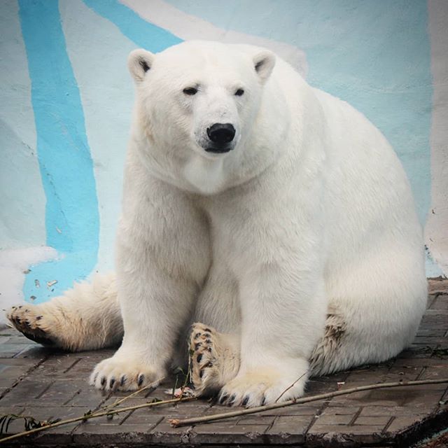 nskzoo's tweet photo. Животные Новосибирского зоопарка скучают по посетителям.
Фото: Ольга Головина. https://t.co/2kBrvBrvsk