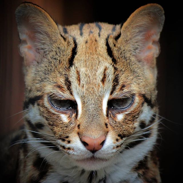 nskzoo's tweet photo. Животные Новосибирского зоопарка скучают по посетителям.
Фото: Ольга Головина. https://t.co/2kBrvBrvsk
