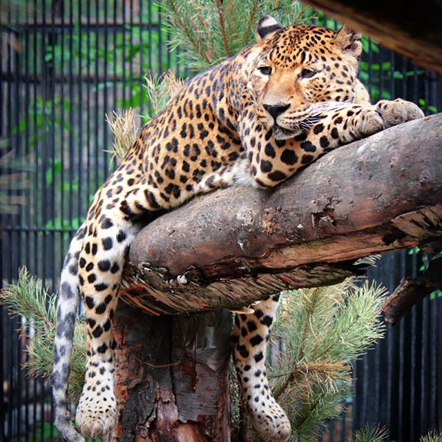 nskzoo's tweet photo. Животные Новосибирского зоопарка скучают по посетителям.
Фото: Ольга Головина. https://t.co/2kBrvBrvsk