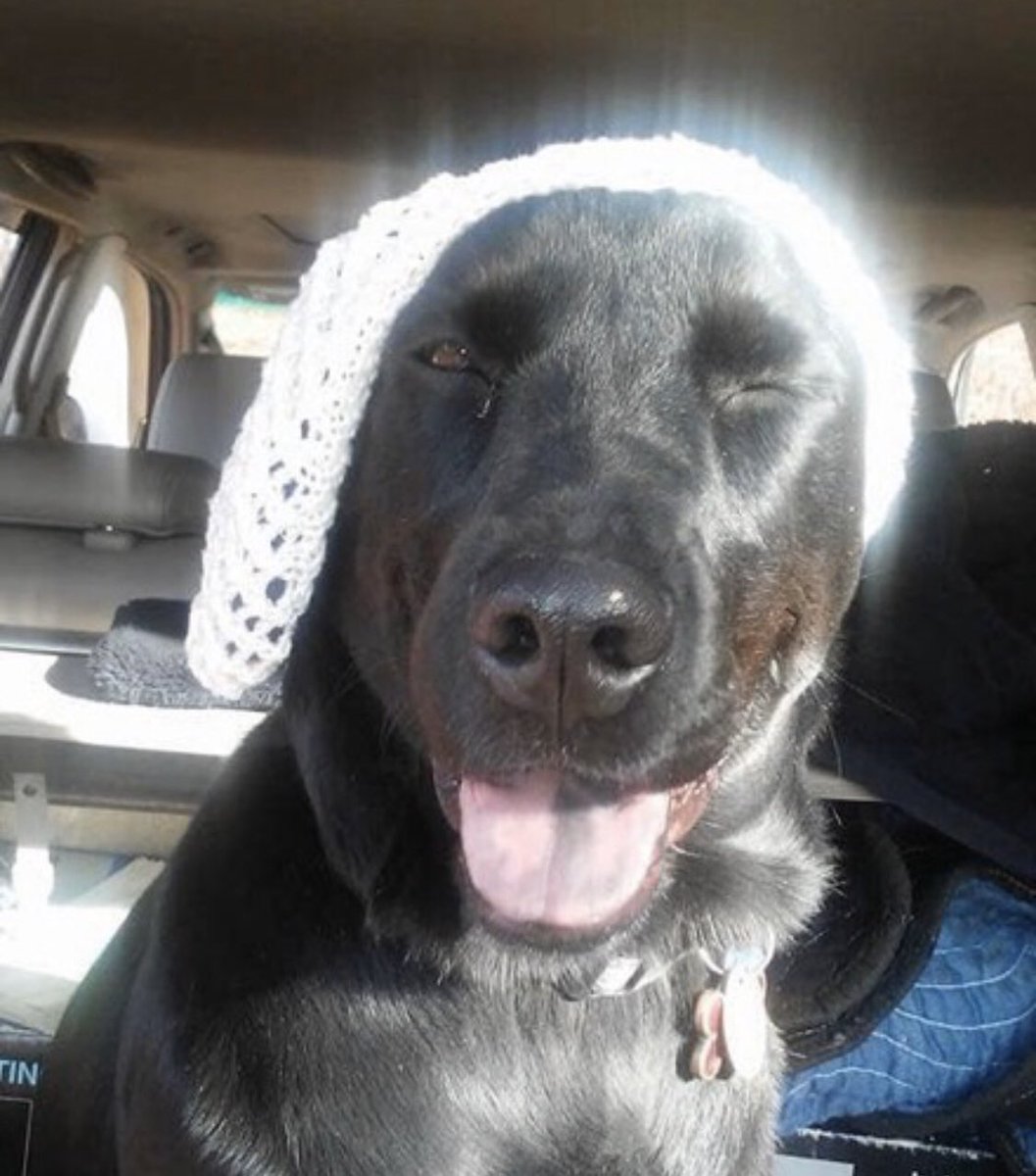 “Disco says "Hiya, Cutie!" From Asheville NC. Yes she is winking, smiling and wearing a knitted beret...”—  @MansellTj