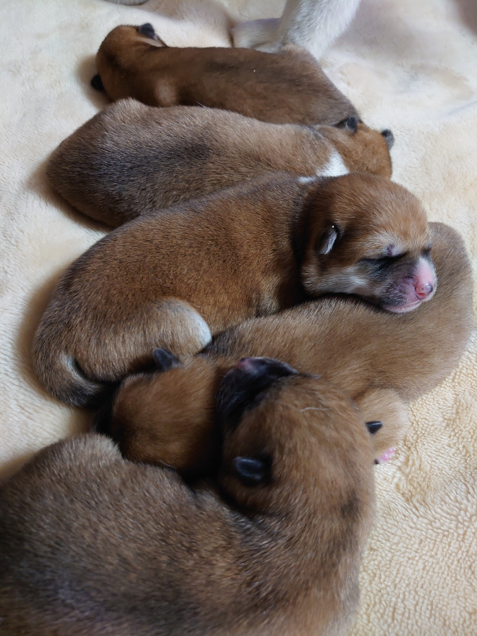 勝次狼 秋田犬 今日で４ヶ月 産まれた時は手のひらサイズだったのに いなりちゃんも翔ちゃんも大きくなったね T Co Xzok9npii9 Twitter