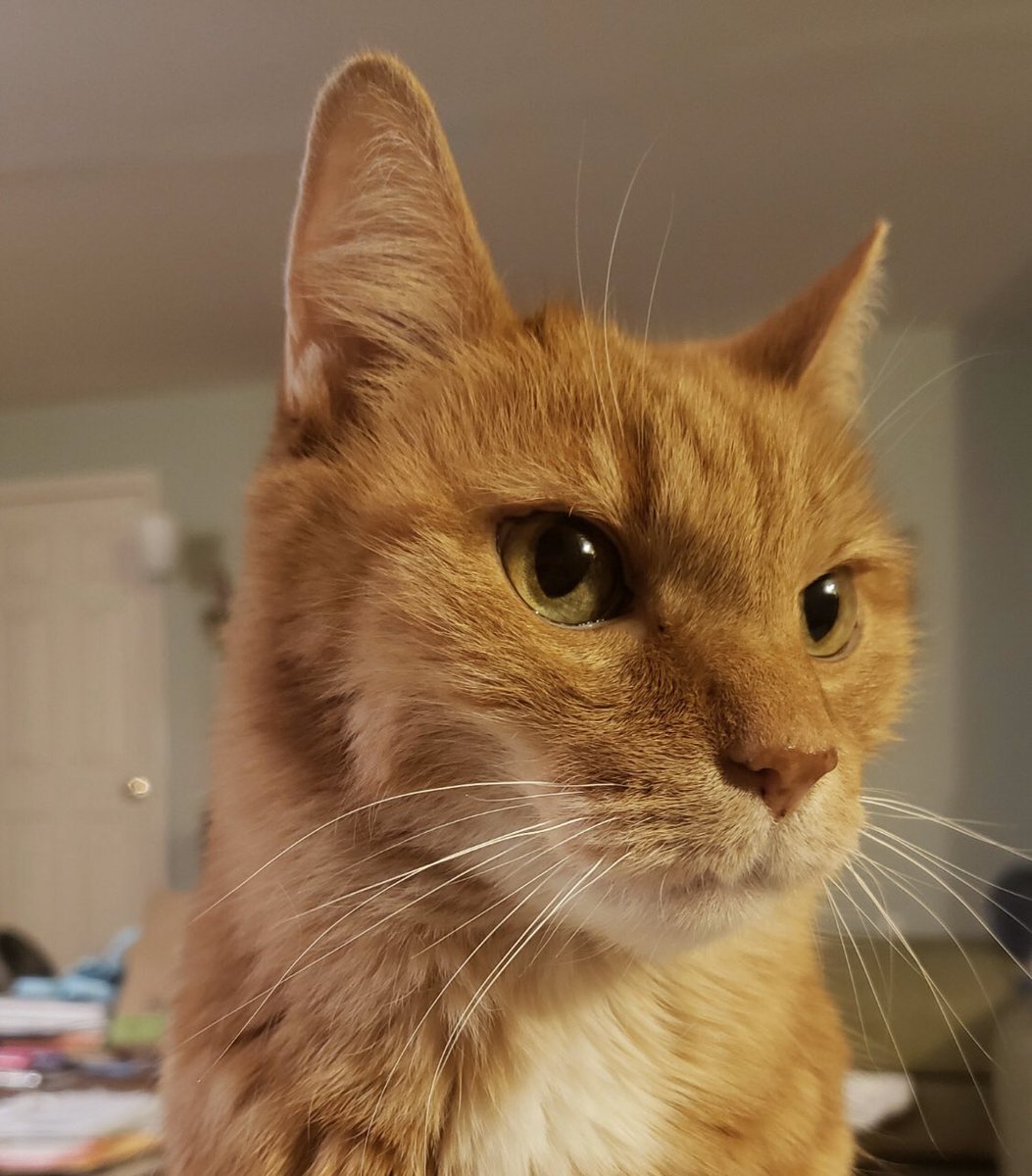 “This is my stray fur baby Cemi. His name comes from the Taino tradition & is representarive of an ancestor or spirit. I've always said Cemi found me that cold winter night 14 years ago. My best companion.”—  @mmviverito