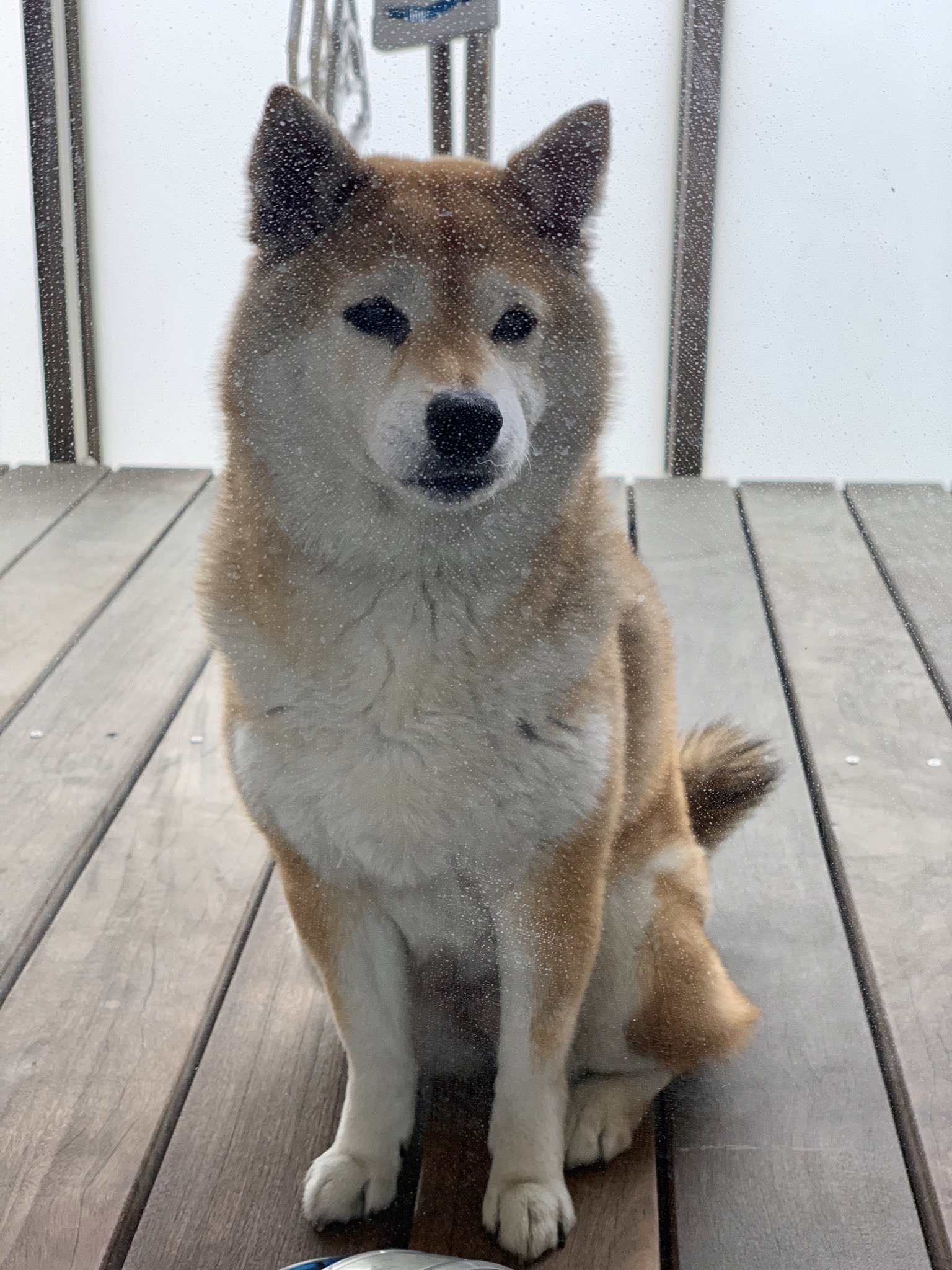 くるぽっぽ Ar Twitter これは室内に入りたい柴犬と汚い窓ガラスの写真 T Co Qspdffj7d1 Twitter