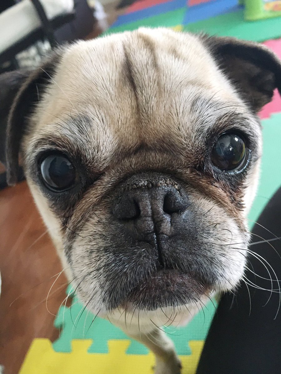 Ruby the Pug tweet media