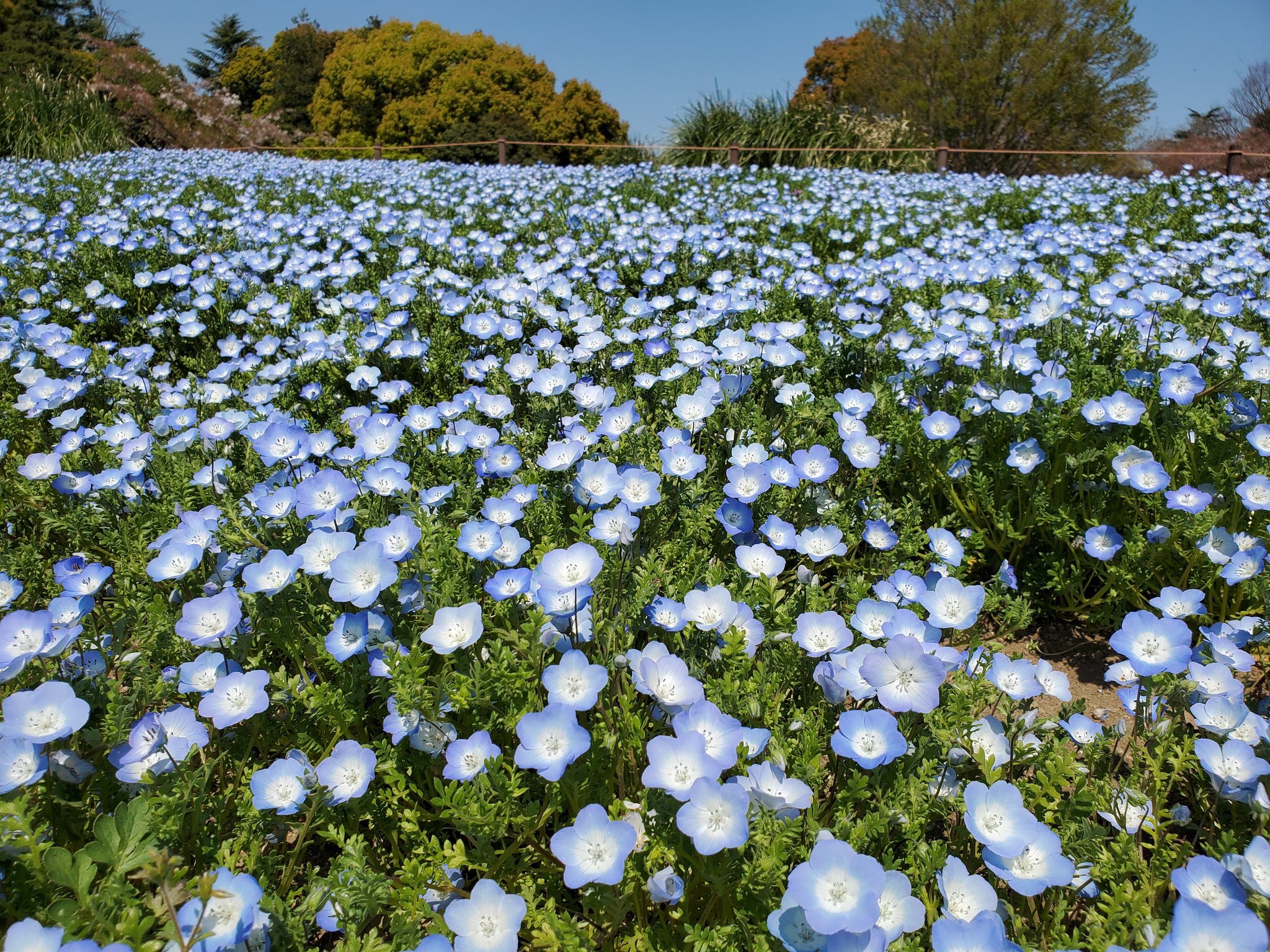 国営昭和記念公園 ハーブの丘のネモフィラ見頃となりました 青い空に映えて綺麗です ネモフィラからのチューリップも綺麗です 昭和記念公園 は 休園中 だけどキレイな花をお届けしたい エア花見 エア散歩 でお家時間を楽しみましょう T Co