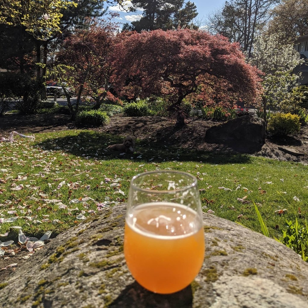 brewalbum's tweet photo. Tonight’s @oldtownbrewingco. Mmmmm. Also, it is so nice outside. So thankful for beer deliveries.

#shelterinplace

#brewalbum #craftbeer #beer #beertography #beerporn #ale #craftbeernotcrapbeer #craft #craftobsession #lovebeer #picoftheday #beerstagram … https://t.co/HDQHmojUnY https://t.co/Fa10V8wdXt