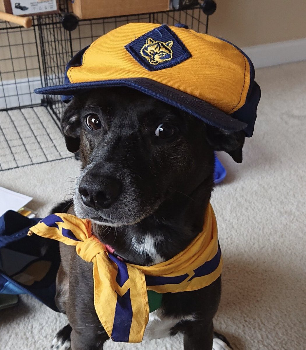 “My dog, Joey Lucas (s/o to The West Wing), joined Cub Scouts now that they welcome girls. She's just trying it out, though.”—  @CCsaywhat Look,  @MarleeMatlin! 