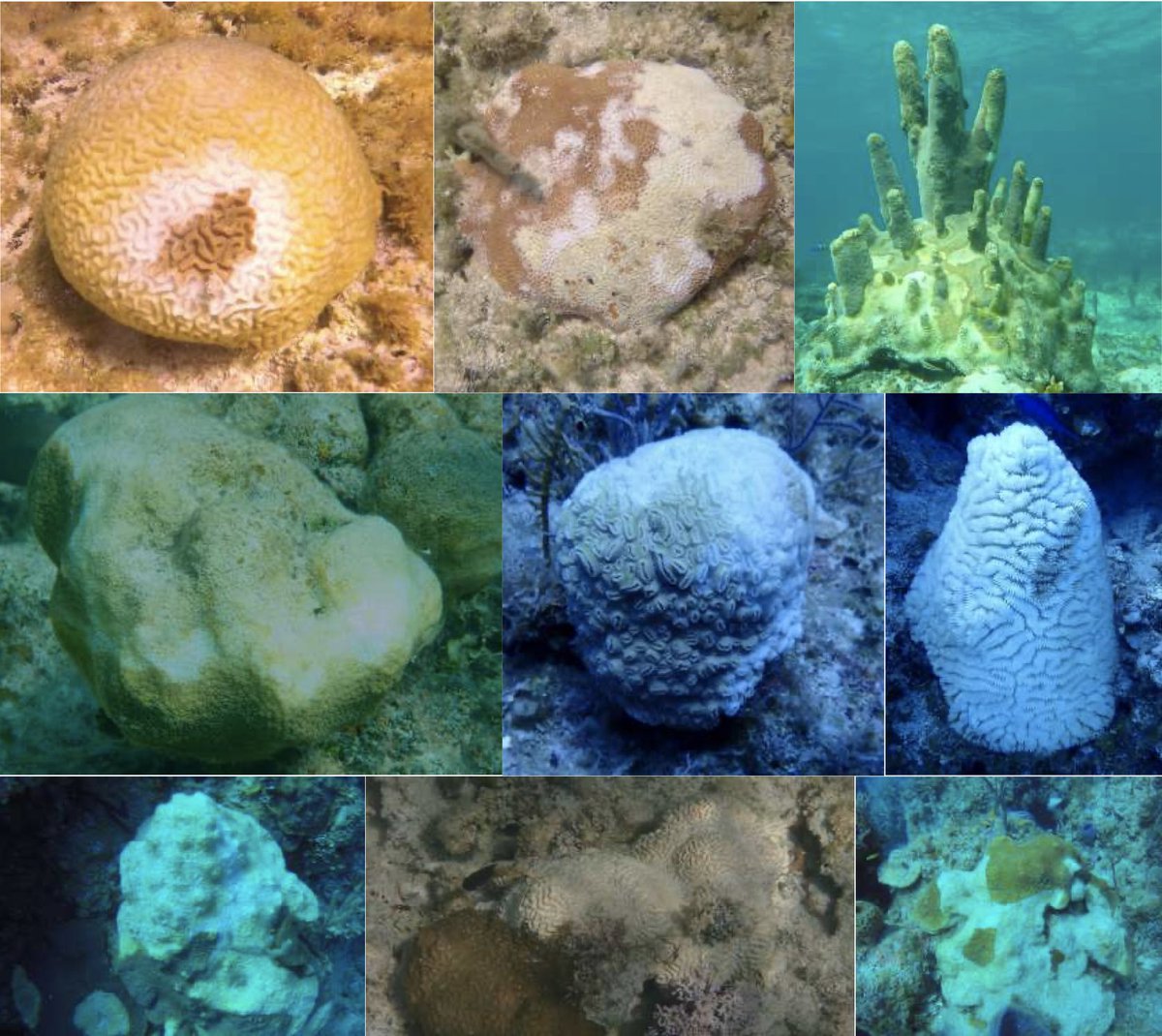 Just want to raise the awareness to everyone- A NEW, rapidly spreading outbreak of stony coral tissue loss disease (SCTLD) has infiltrated nearly 40 miles of Grand Bahama’s southern coastline, killing a wide range of corals, including some that are already endangered.