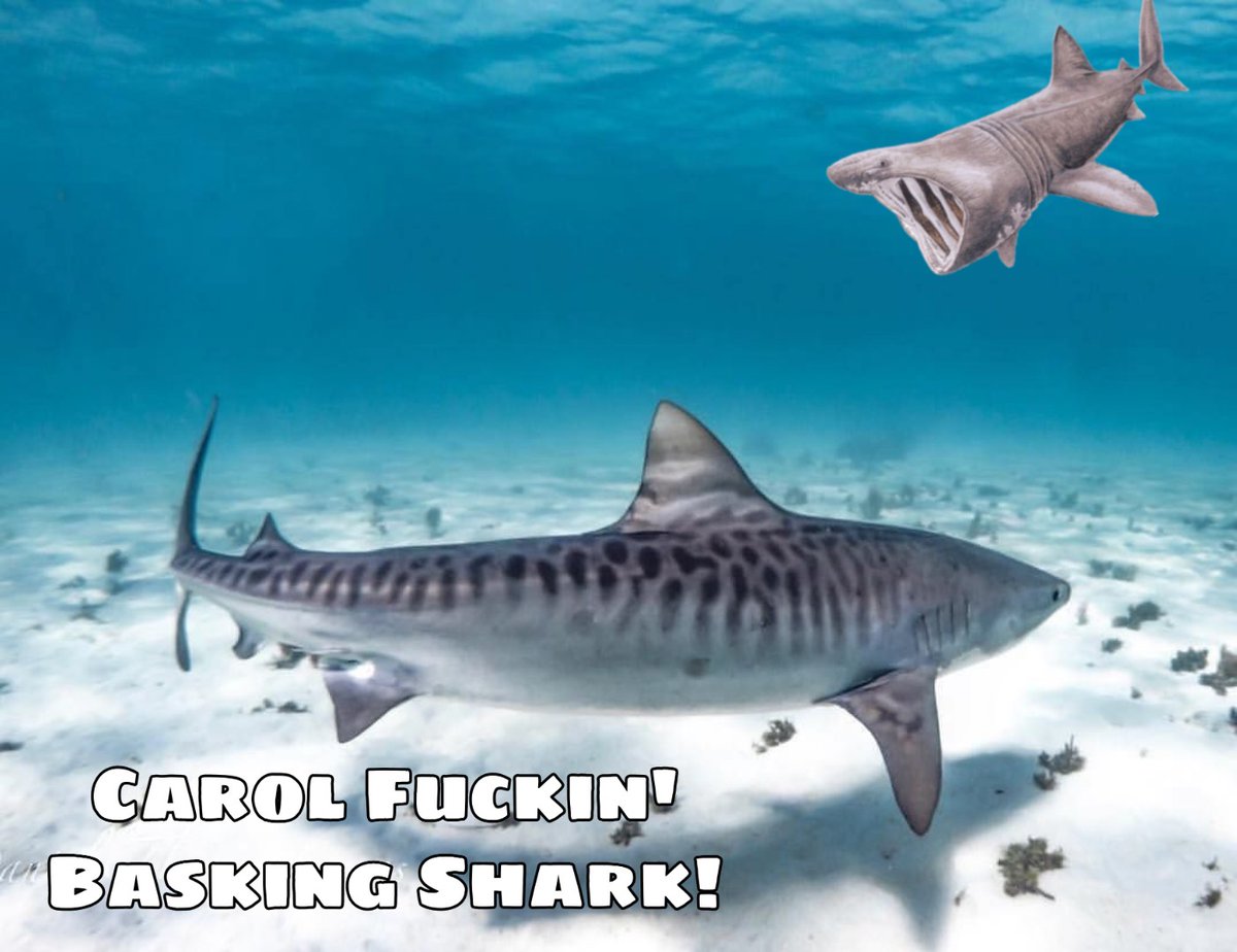 MemingOfLife's tweet photo. Ha. #TigerKing #JoeExotic #CaroleBaskin #meme #animals #Tiger #Netflix #Sharks https://t.co/kympoGcMWj
