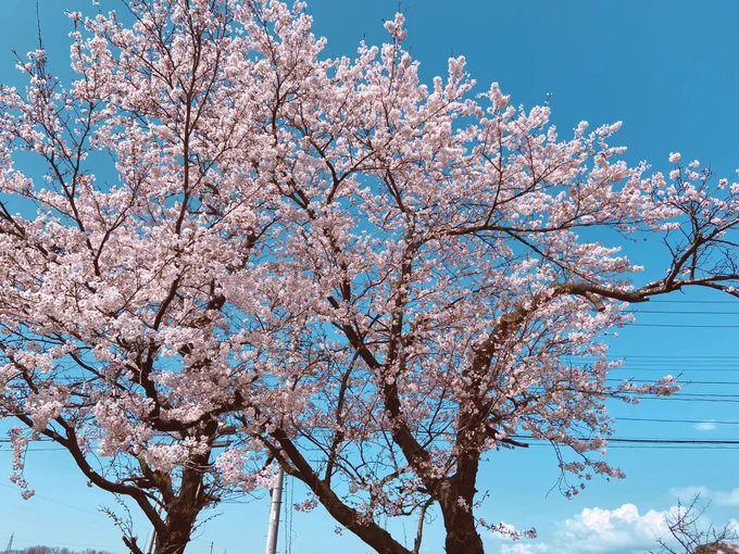 庭の桜が咲いた!春が来た? 