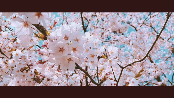 庭の桜が咲いた!春が来た? 