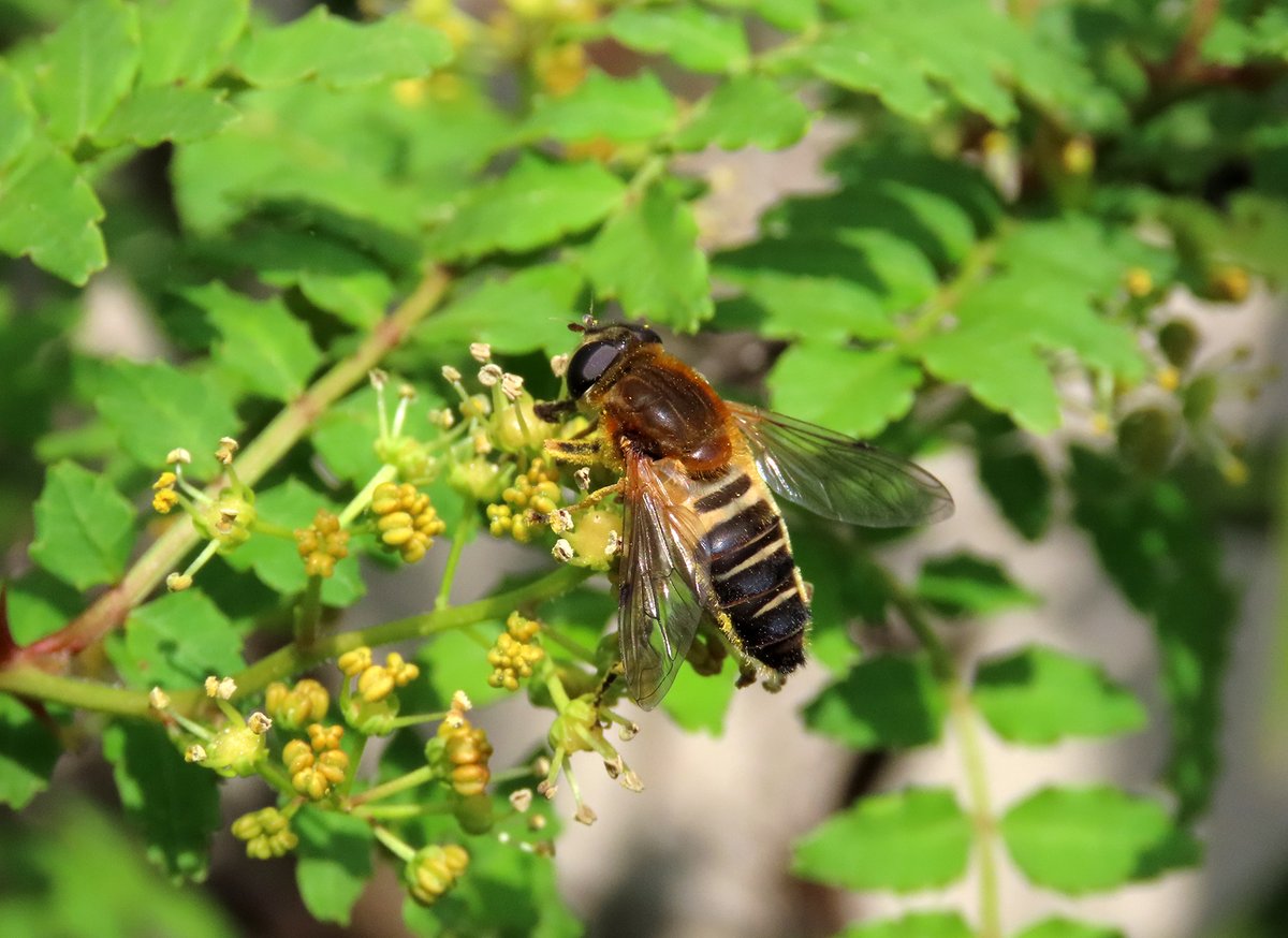 夏之かとから アゲハ用のサンショウの花に来る大きめのアブ アシブトハナアブ バタフライガーデン