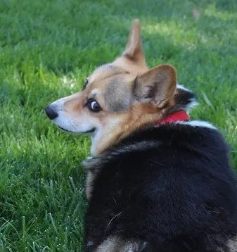 🐾