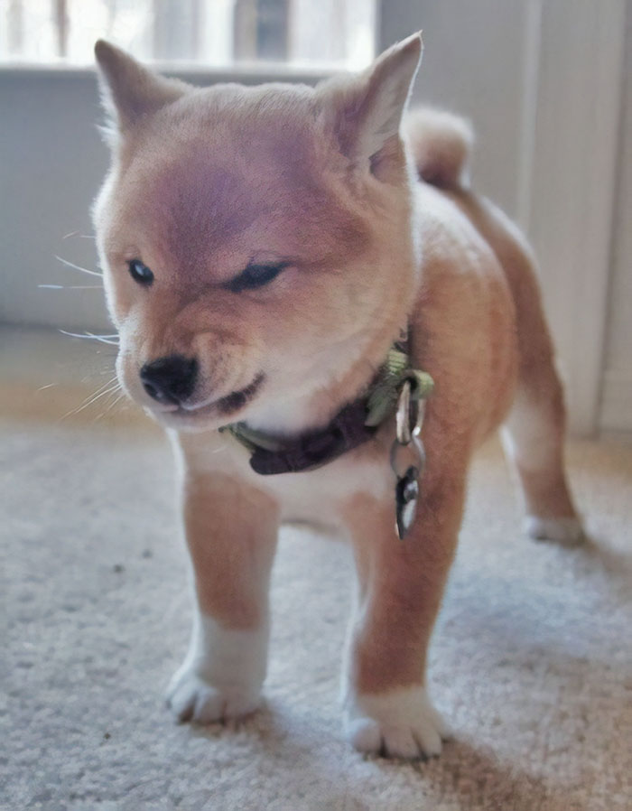 🐾