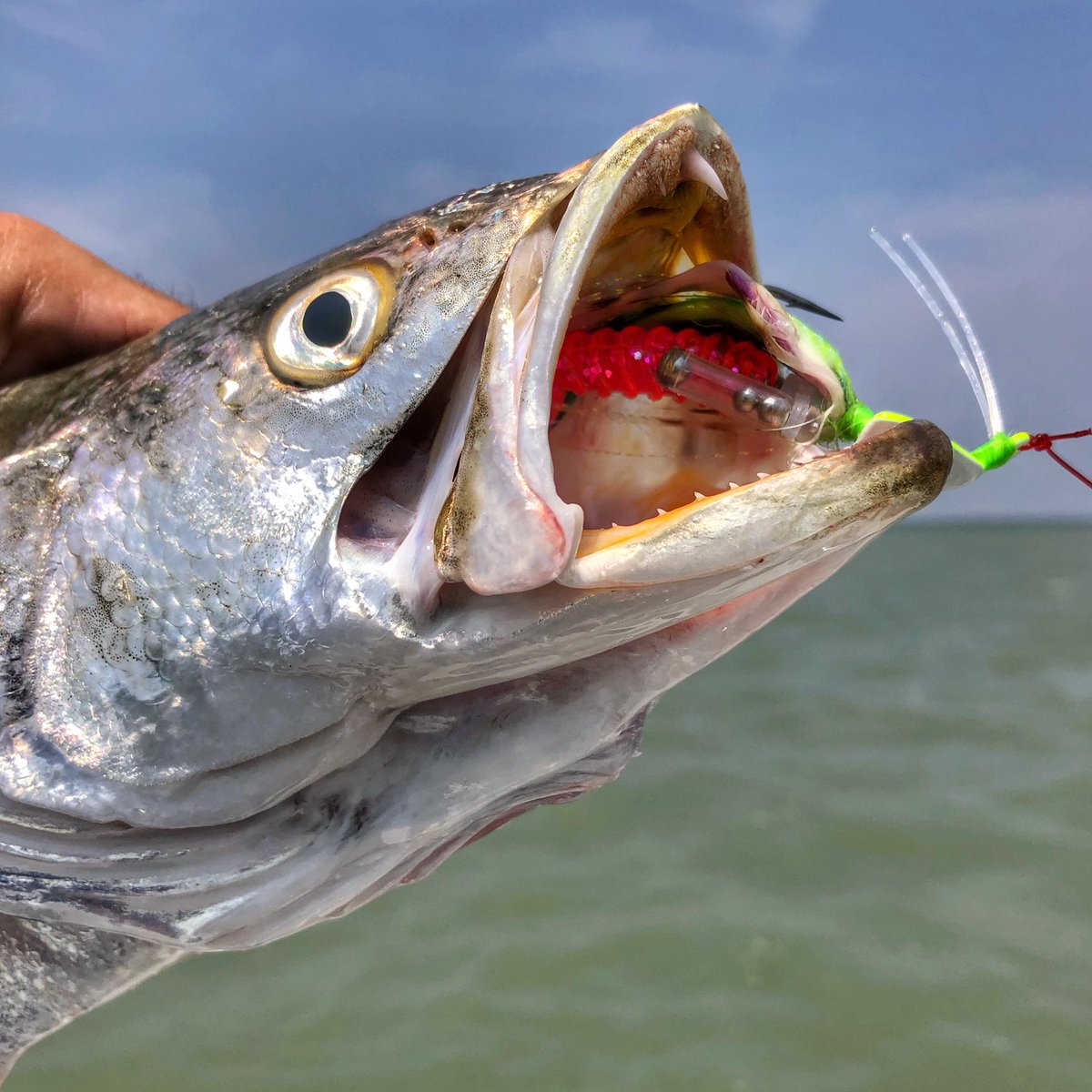 LoneStarSalt's tweet photo. Although it has been difficult for most fishermen to get on the water in recent weeks, trout fishing has been outstanding all along the Texas Coast. 

#speckledtrout #speck #fishing #saltwaterfishing #texasfishing #lonestarsalt #travelandfishtexas #flipflopsandfishing https://t.co/zPxI9OCfUX
