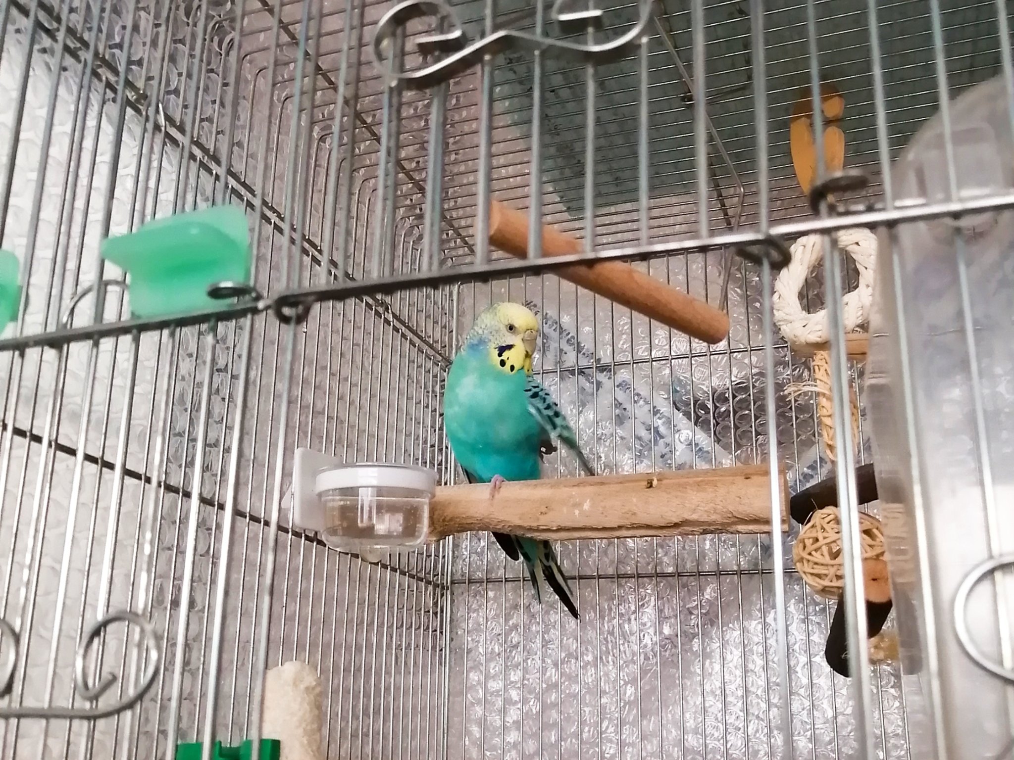 ころみ En Twitter 今週末は広島も外出自粛要請が出たよ 家で良い子していよう 画像はケージの玄関を開けても出てこないpop 放鳥タイムは朝の1度だけで良いタイプなの セキセイインコ セキセイpop うちで過ごそう T Co Xjdp69xl2d Twitter ころみ En Twitter 今週末は広島も外出自粛要請が出たよ 家で良い子していよう 画像はケージの玄関を開けても出てこないpop 放鳥タイムは朝の1度だけで良いタイプなの セキセイインコ セキセイpop うちで過ごそう T Co Xjdp69xl2d Twitter