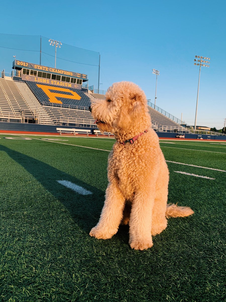 sheriterrien's tweet photo. Henley visiting the field where her Dad played 🏈 ⁦@Jack_wajerski⁩  ⁦@PCAAthletics⁩ ⁦@taylorterrien_⁩  #52 https://t.co/aUa9mDvJLV