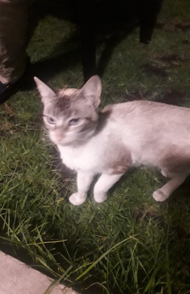 domelyAmaro's tweet photo. Mira @marisaLoar alguien vino a vusitarne 🐈 es muy amigable.
#MeAcordeDeTi https://t.co/8rAPNp7l1t
