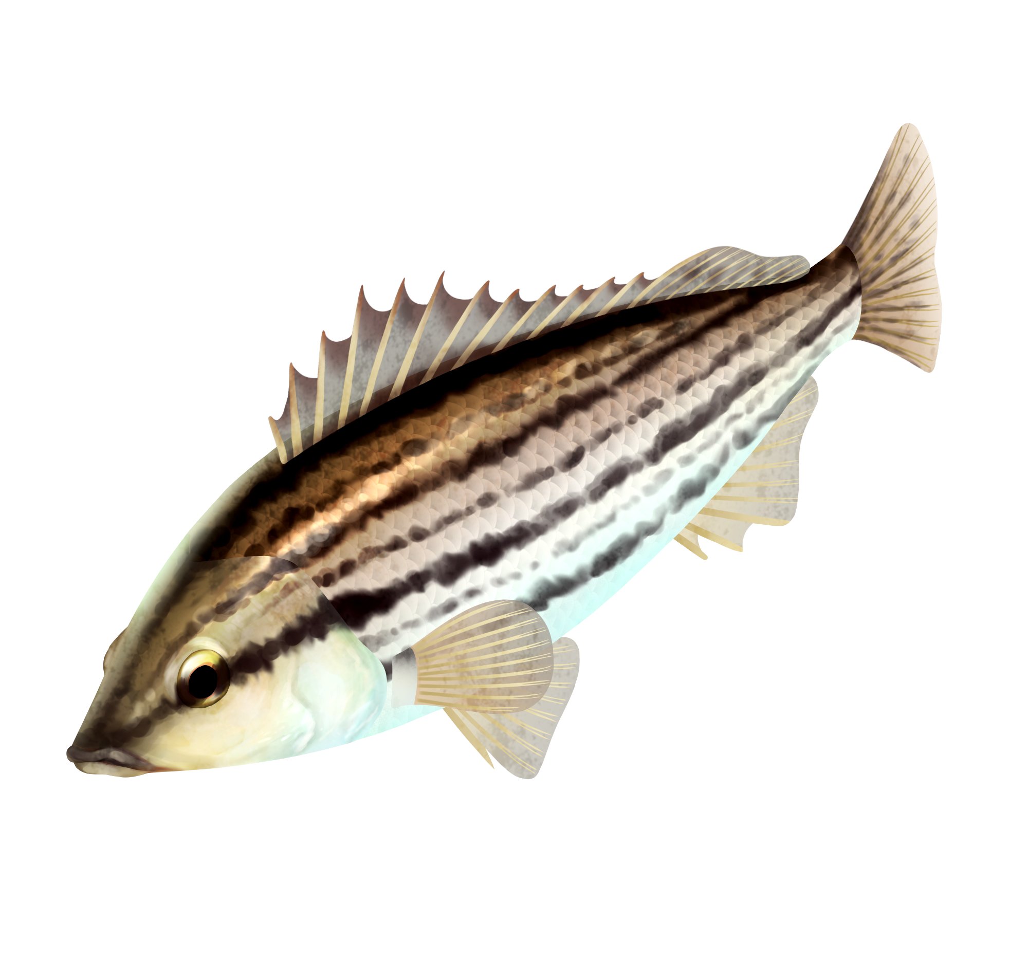 池の水ぜんぶ抜く大作戦 The Game お魚紹介 今回は シマイサキ です 河口など沿岸近くの浅海で生活する種類が多く 汽水域から淡水に進出することもしばしばあります 浮き袋に独特な発音筋を備え 漁獲されたときに大きな音を出す種類が多いです