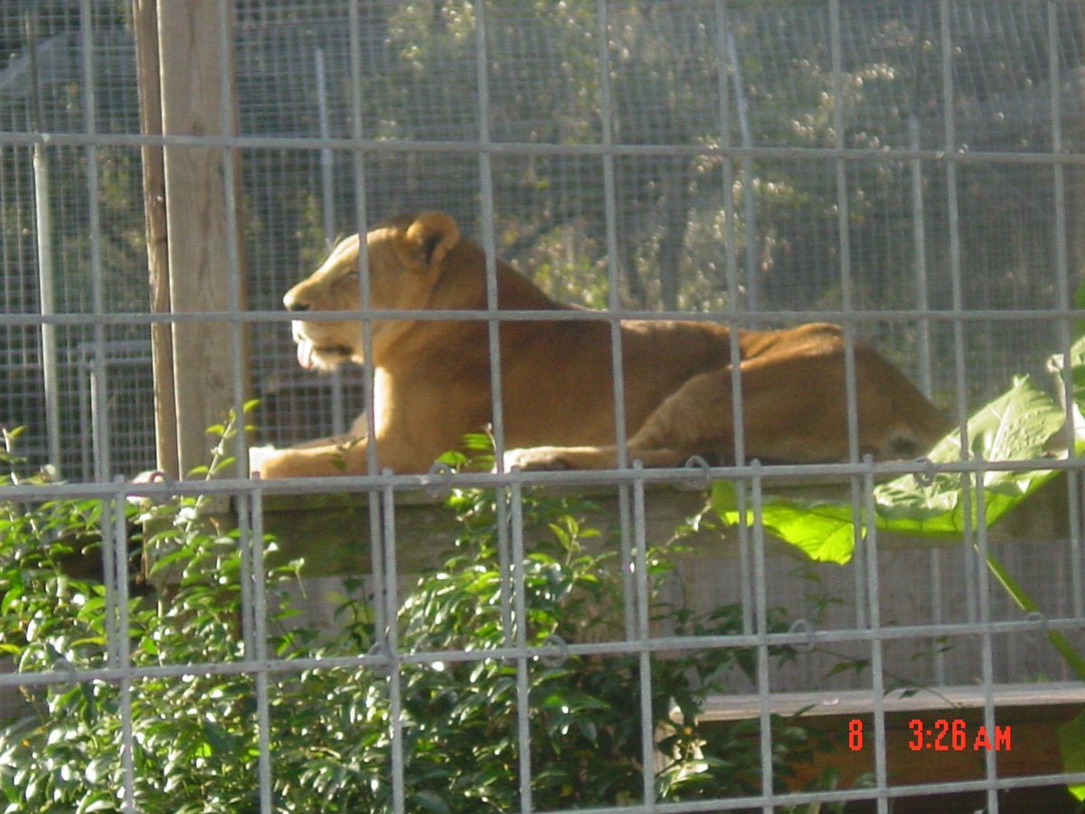 The animals were healthy and the enclosures were in a variety of big shapes for enrichment. I believe one was the size of a football field. I got to see the Romeo and Juliet of the rescue a lion and tiger before they sadly past from disease and heartbreak of the mate dying
