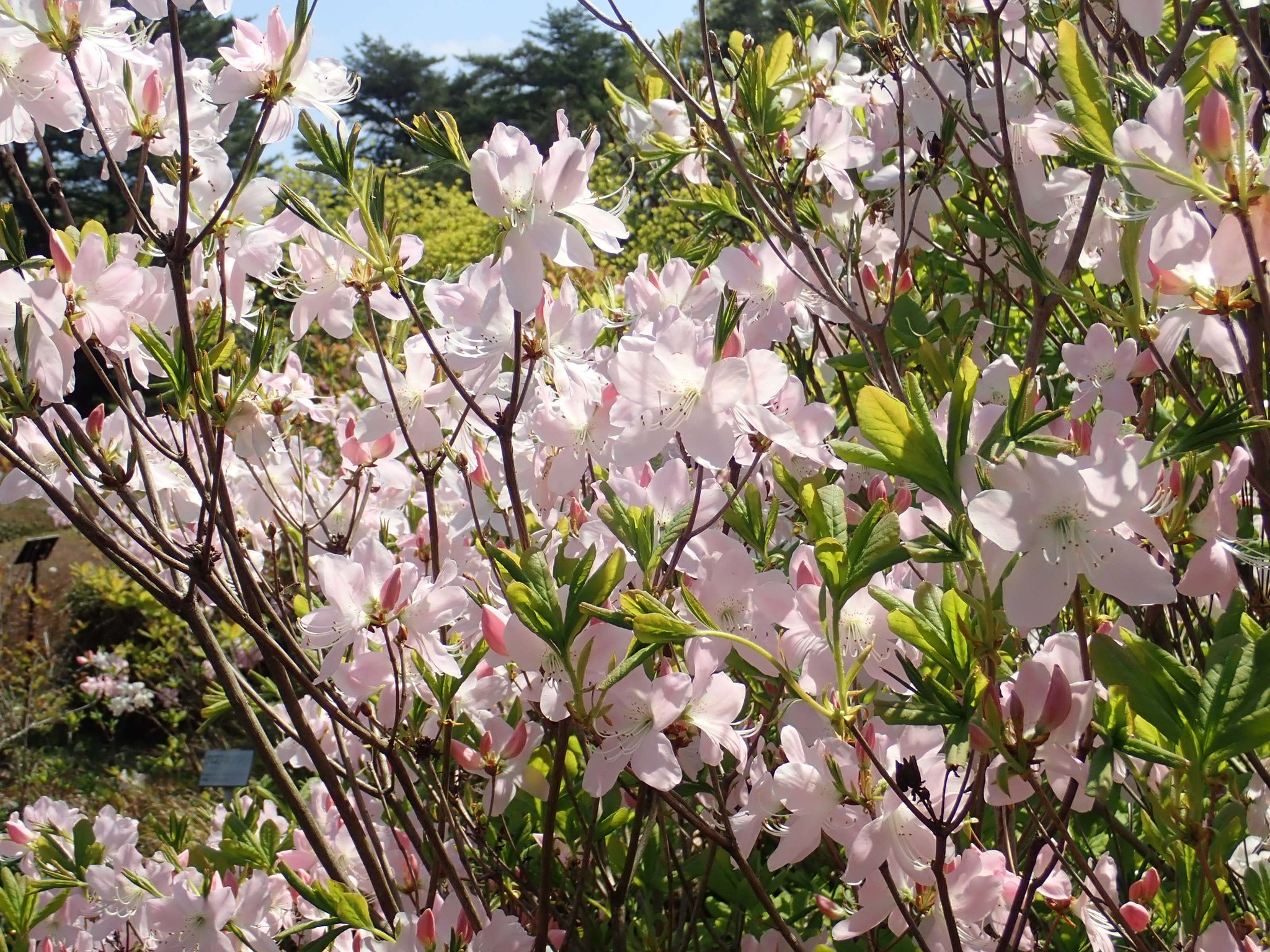 神代植物公園 ニュース スタッフより 園芸係 つつじ園で早咲きのツツジ クロフネツツジが見ごろとなっています クロフネツツジは 中国 朝鮮半島に自生する落葉性のツツジ 色彩が上品なことからヨーロッパ アメリカでは ロイヤル アザレア
