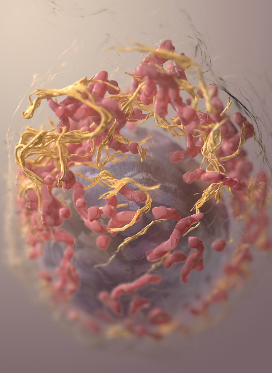 PeptideScience's tweet photo. BPC-157 peptide slows growth of human #melanoma (skin cancer) #tumor cell line in #vitro:

“…by inactivating the TLR4/NF-κB signaling pathway.”
https://t.co/soAnOAicBA https://t.co/KR6mLXB24A