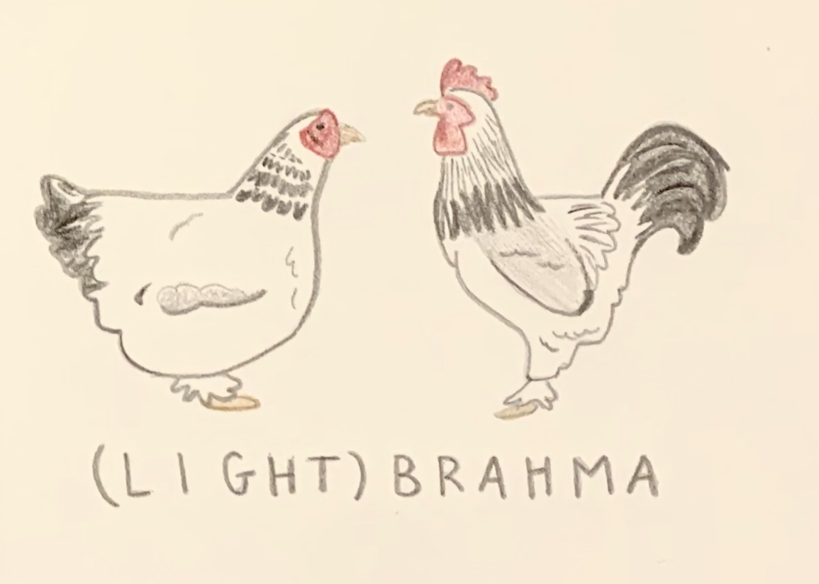 Starting with the OG, ancestors of all chickens past and present: