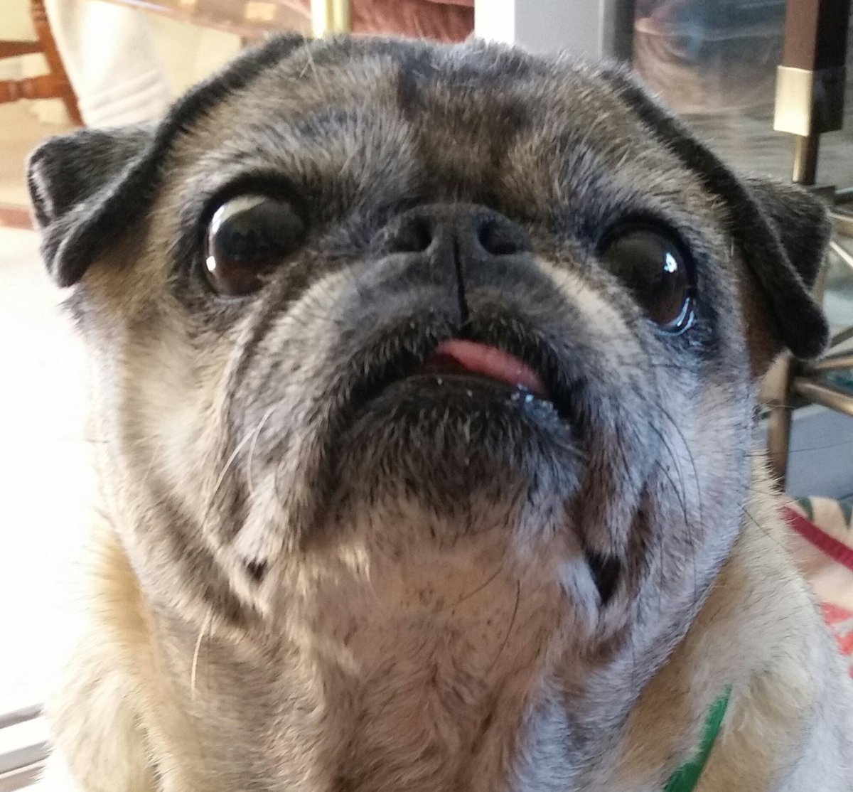 Caymus Pug tweet media