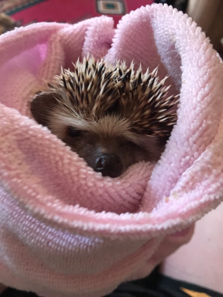 angeladawnnnn's tweet image. Look at my like bby girl 🥰 #hedgiemom #bafftime #hedgielife #hedgehog