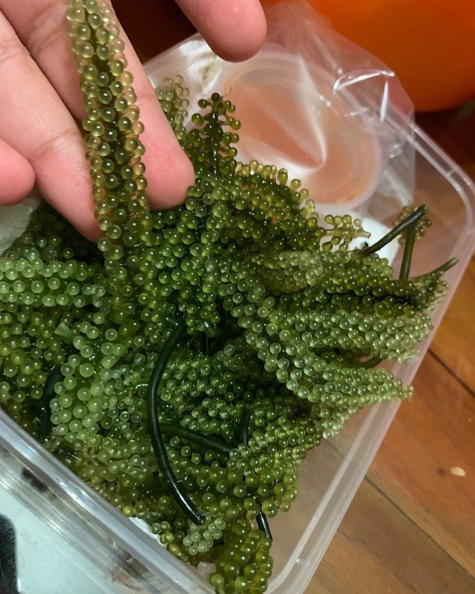 khaisolco's tweet photo. @phoenixterbang Hai everything 🥰 Siapa yang area Melaka dan nak makan latok boleh je ws terus tau😘

RM 15 sahaja satu box

meh ws terus
 https://t.co/bwLJ0uN9a8 https://t.co/7mWNELGJof
